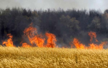 В Житомирской обл. из-за поджога сгорело около 80 га пшеничного поля