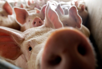 В Черниговской обл. обнаружен очаг африканской чумы свиней