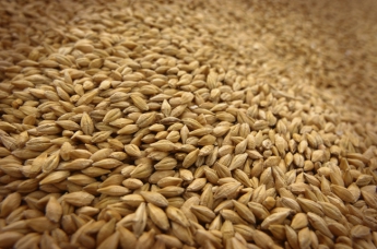 В Украине завершен сбор ранних зерновых, намолочено 36,7 млн т зерна, - Минагрополитики