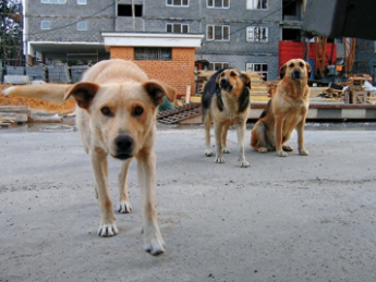 Бродячих собак увезут в Харьков
