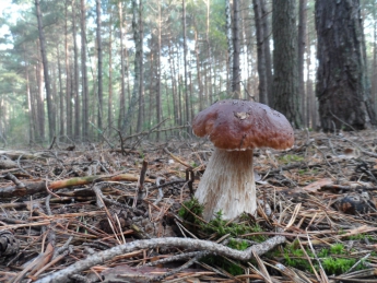 В Херсонской области 3 подростков отравились грибами