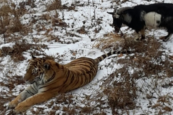 Все как у людей - тигры козлами верховодят (фото, видео)