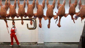 Россельхознадзор запретил поставки мяса птицы с турецкого предприятия