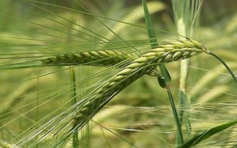Украине предрекли рекордно низкий урожай озимых