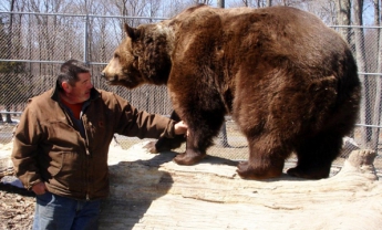 В Америке 700-килограммовый медведь подружился с мужчиной