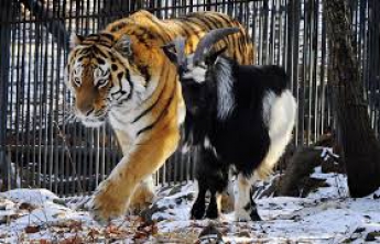 Тигр Амур и козел Тимур перестанут жить в одном вольере