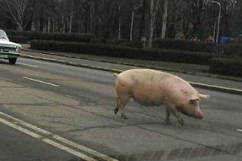 По городу гонялись за свиньей