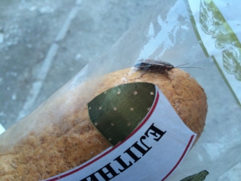 Живых тараканов продают вместе с хлебом (видео)