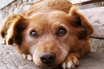 Во Львове владельцев собак обязали регистрировать питомцев в электронной базе, - корреспондент
