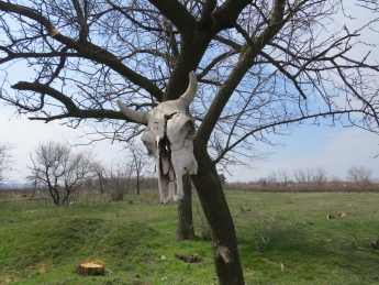 Неизвестные развесили черепа на деревьях на окраине города (фото)