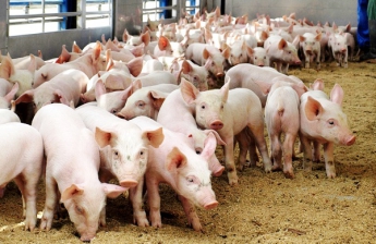 Сотрудника сельхозпредприятия едва не затоптали свиньи