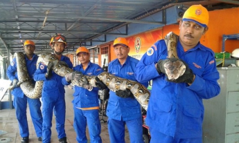 В Малайзии поймали самого большого в мире питона (видео)