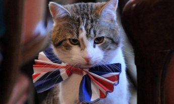 В МИД Британии приняли на работу кота
