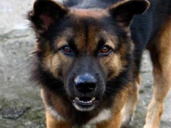 В Мелитополе очередное нападение бродячей собаки на ребенка