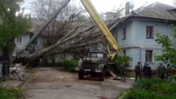 Огромное дерево упало прямо на дом (фото)