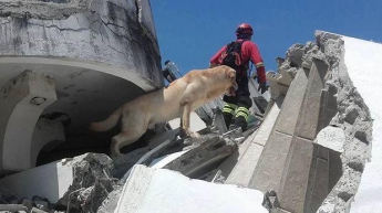 В Эквадоре от обезвоживания умер пес, спасший семерых человек из-под завалов