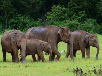 На Шри-Ланке четыре слона погибли от удара молнии