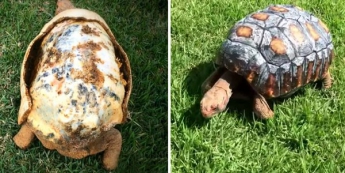 В Бразилии распечатали на 3D-принтере панцирь для черепахи, пострадавшей при пожаре