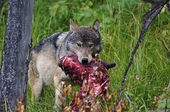 Волки терроризируют жителей области (видео)