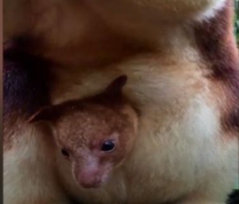В австралийском зоопарке впервые за 36 лет родился древесный кенгуру (видео)