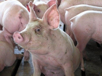 В Ивано-Франковской обл. в результате теплового удара погибло почти 700 свиней