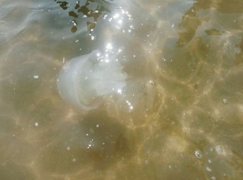 Нашествие медуз рядом с Бердянском (фото)