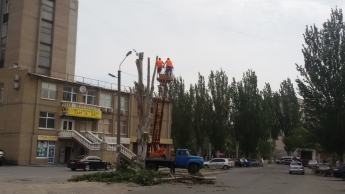 Деревья по ул. Героев Сталинграда дождались «ремонта» (фото)