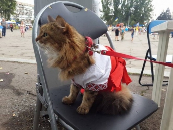 На празднование Дня независимости привели кота в вышиванке (фотофакт)