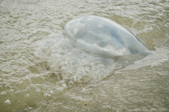 В Кирилловке выловили медузу огромных размеров (видео)