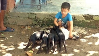 На Кубе собака усыновила поросят (видео)