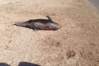 На Кирилловский пляж выбросило краснокнижного дельфина (фото)
