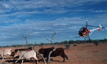 В Австралии корова стала виновницей падения вертолета