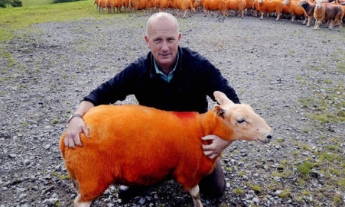 В Великобритании отчаявшийся фермер покрасил 800 овец в оранжевый цвет (фото)