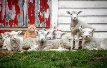 В Новой Зеландии кот возомнил себя овцой и стал главным бараном стада (видео)