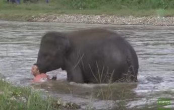 Слон бросился спасать тонущего человека. Хит сети (видео)