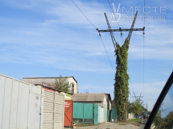 Чудо-дерево грозит большими неприятностями электрикам (фото)