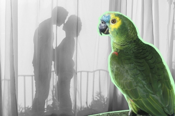 В Кувейте жена узнала об измене мужа от попугая