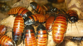 Ученые назвали предназначение тараканов на Земле