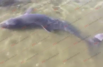 Как краснокнижного дельфина спасали (видео)