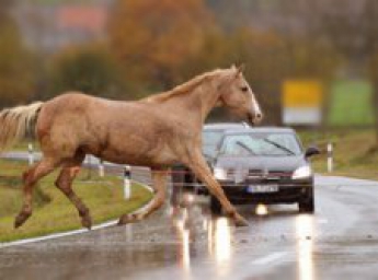 Через коня, який вибіг на дорогу, у Житомирській області відразу п’ять автівок потрапити у ДТП