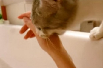 Кішка вирішила, що господиня тоне у ванні і кинулася її рятувати (відео)