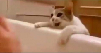Кошка думает, что хозяйка тонет в ванной. Ее реакция покорила Интернет!