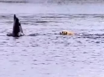 В Ирландии собака подружилась с дельфином: видео