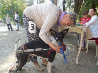 Для собаки-инвалида уже собрали больше 7 тысяч гривен