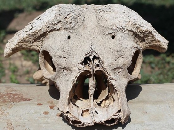 В Адыгее нашли нацистский сундук «Аненербе» с «инопланетными» черепами