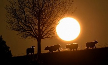 Ученые бьют тревогу: коровы быстро наполняют атмосферу метаном