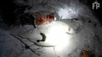 В Запорожье собаки разорвали сбежавшего лебедя