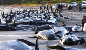 У Новій Зеландії на берег викинулися 416 китів. ВІДЕО