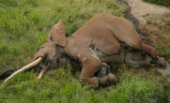 В Африке убили одного из самых старых слонов на планете