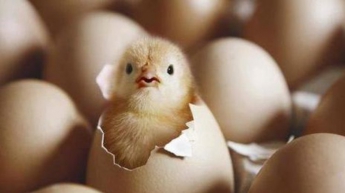 Яйцо или курица: что появилось раньше